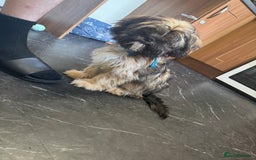 Mixed Breed dogs for sale: Shitzu x frenchie male 6 months old - Image 1