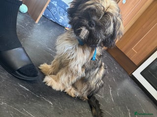 Mixed Breed dogs Shitzu x frenchie male - Advert 16