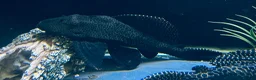 Plecos fish for sale: Sailfin Pleco  - Advert 1