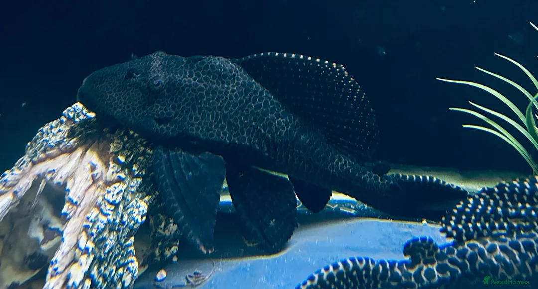 Plecos fish for sale: Sailfin Pleco  - Advert 1