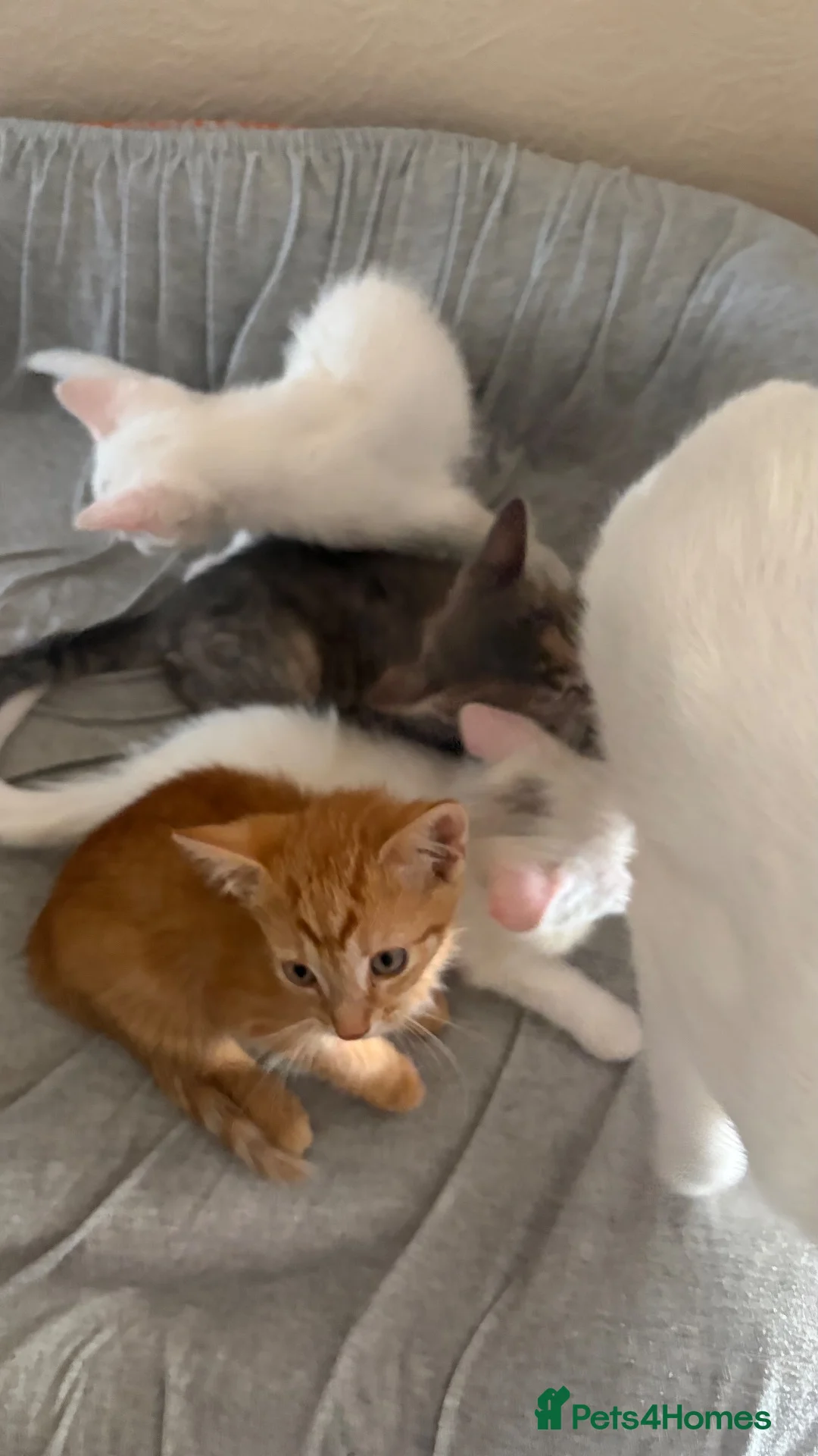 Mixed Breed cats for sale: Sweet kitten - Advert 1