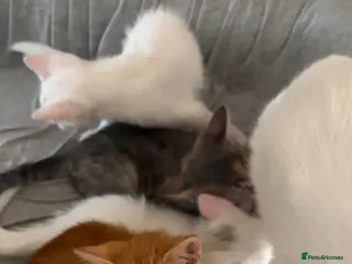 Mixed Breed cats Sweet kitten - Advert 2
