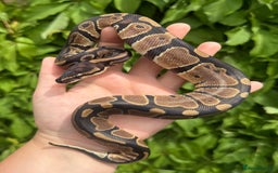 Python Snake reptiles for sale: Baby Ball Pythons  - Image 5