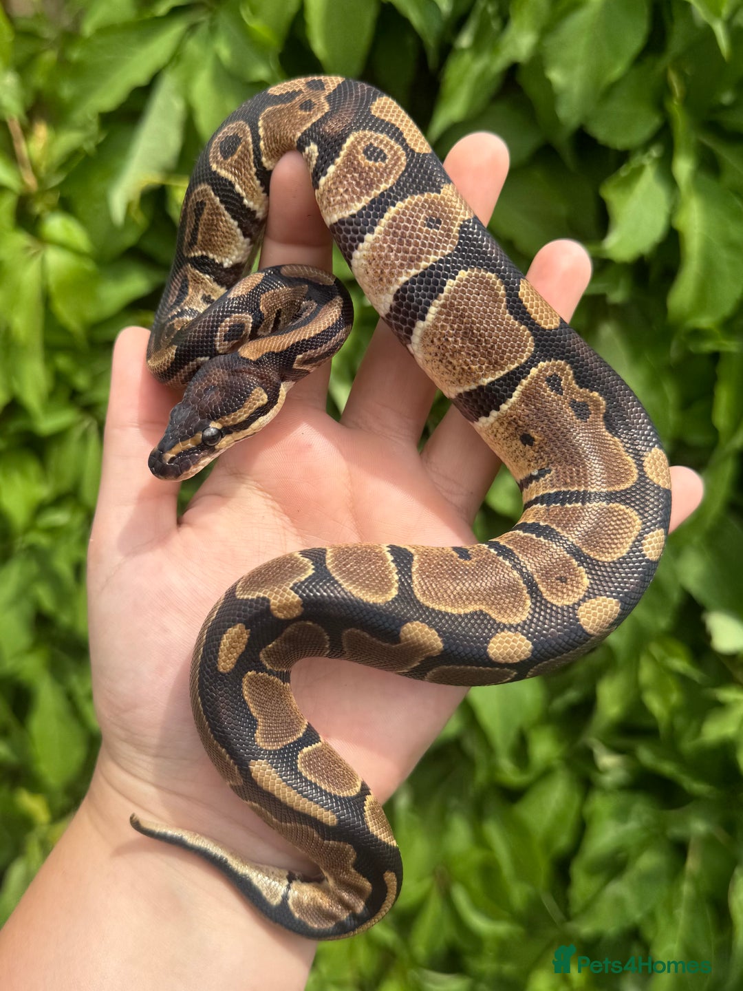 Python Snake reptiles for sale: Baby Ball Pythons  - Image 5