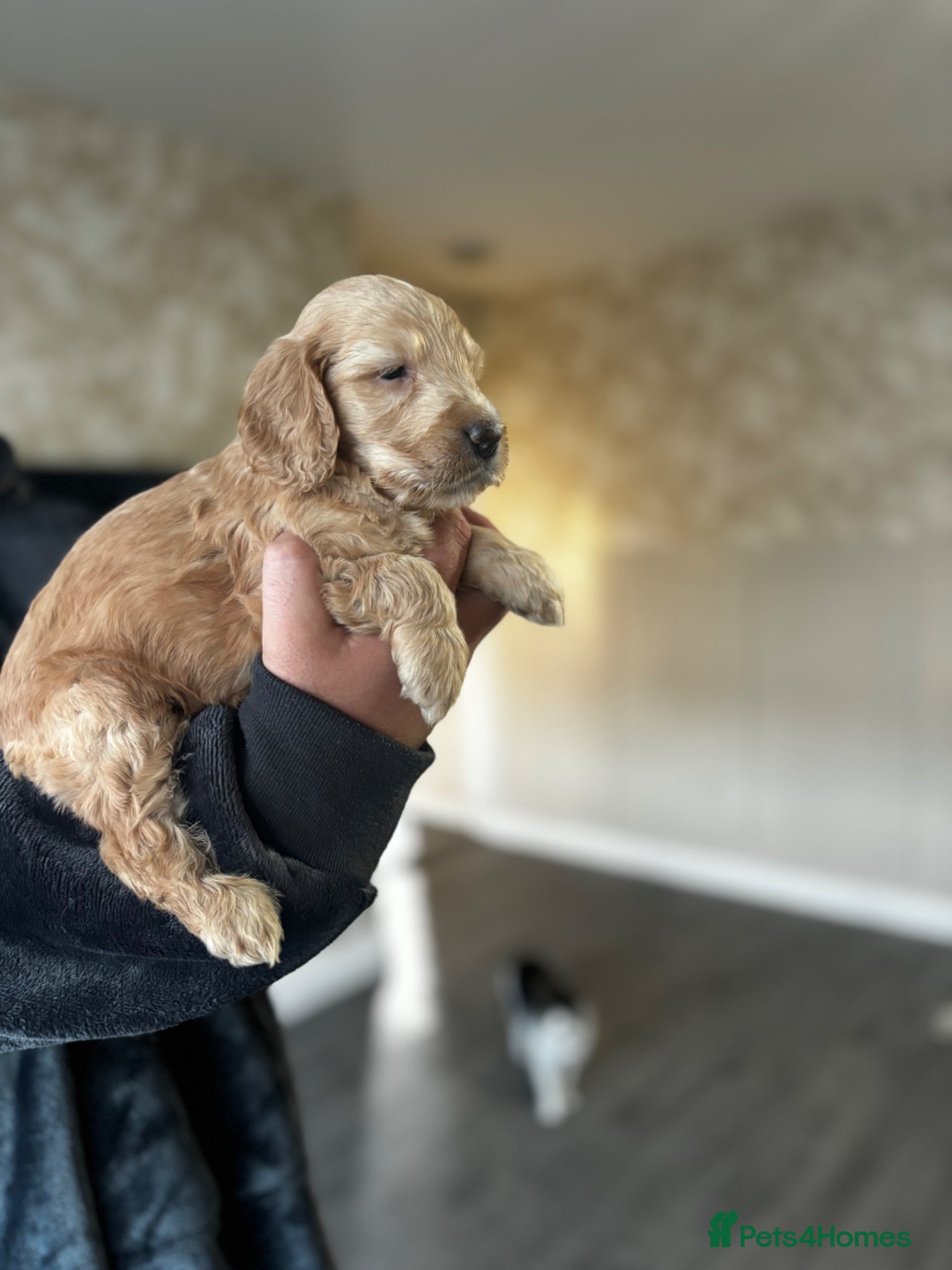 Cockapoo dogs  cockapoo puppy’s ❤️🌟last 3 remaining  - Advert 1