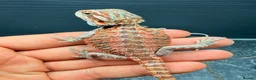 Bearded Dragon reptiles for sale: Stunning Baby Bearded Dragon is ready to go! - Advert 5