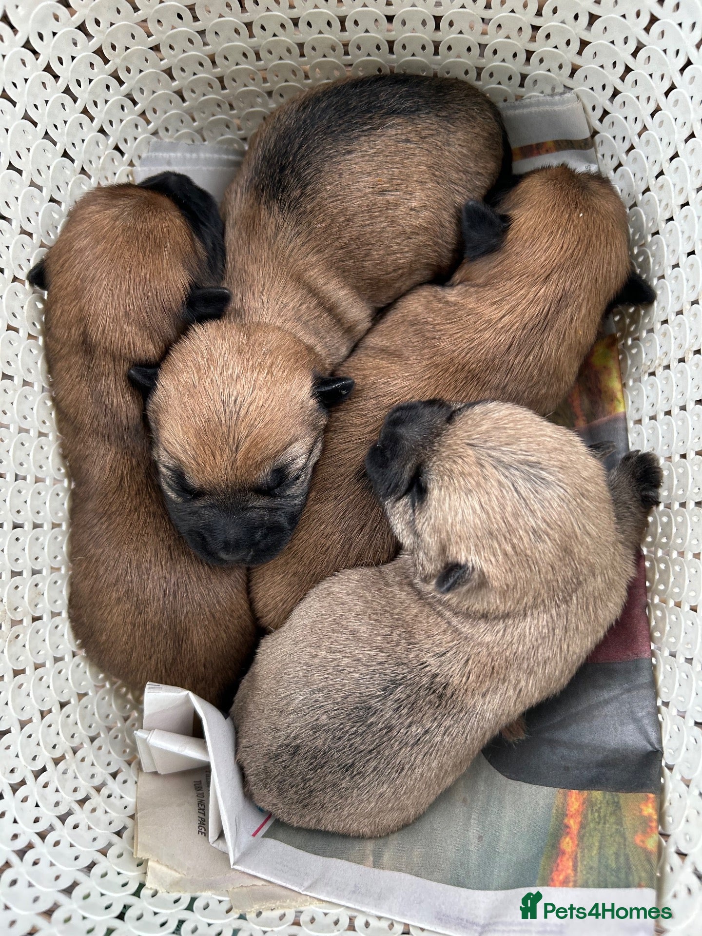 Cairn Terrier dogs Gorgeous Cairn Terrier Puppys - Advert 2
