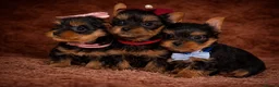 Yorkshire Terrier dogs for sale: True Mini Yorkie Puppies - Advert 12