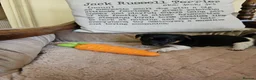 Jack Russell dogs for sale: TRADITIONAL JACK RUSSELL FROM WORKING ORGANIC FARM - Advert 10