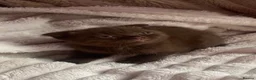 Scottish Fold cats for sale: Scottish fold kittens - Advert 6