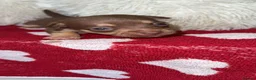 Chihuahua dogs for sale: 🐾 Beautiful Chihuahua Puppies for Sale 🐾 - Advert 9