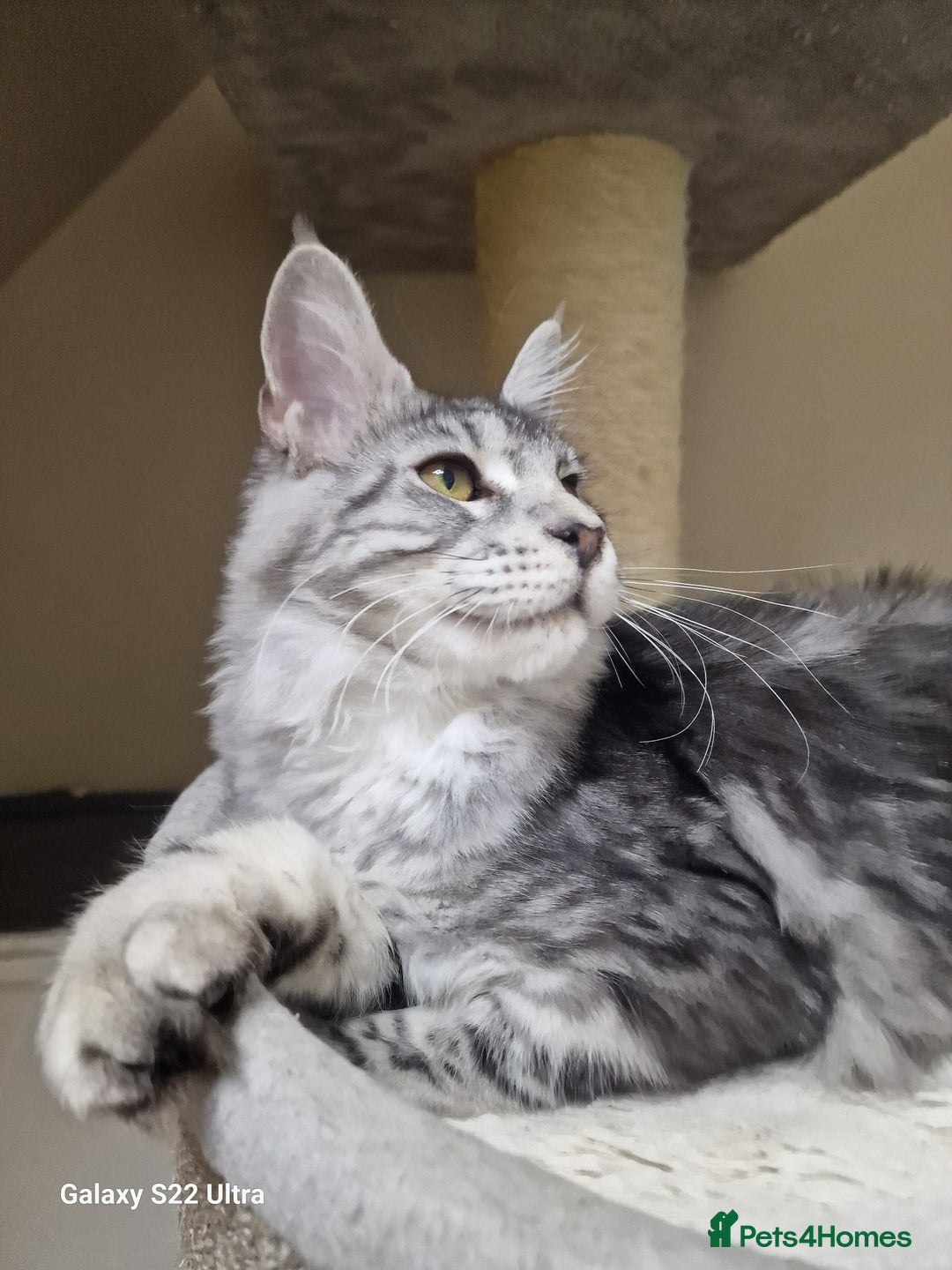 Maine Coon cats for sale: 🎀Pure maine coon female🎀 - Advert 5
