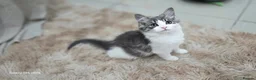 Norwegian Forest Cat cats for sale: Norwegian forest kitten - Advert 6