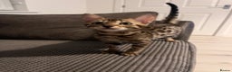 Bengal cats for sale: Stunning full pedigree registered bengal kittens  - Advert 2