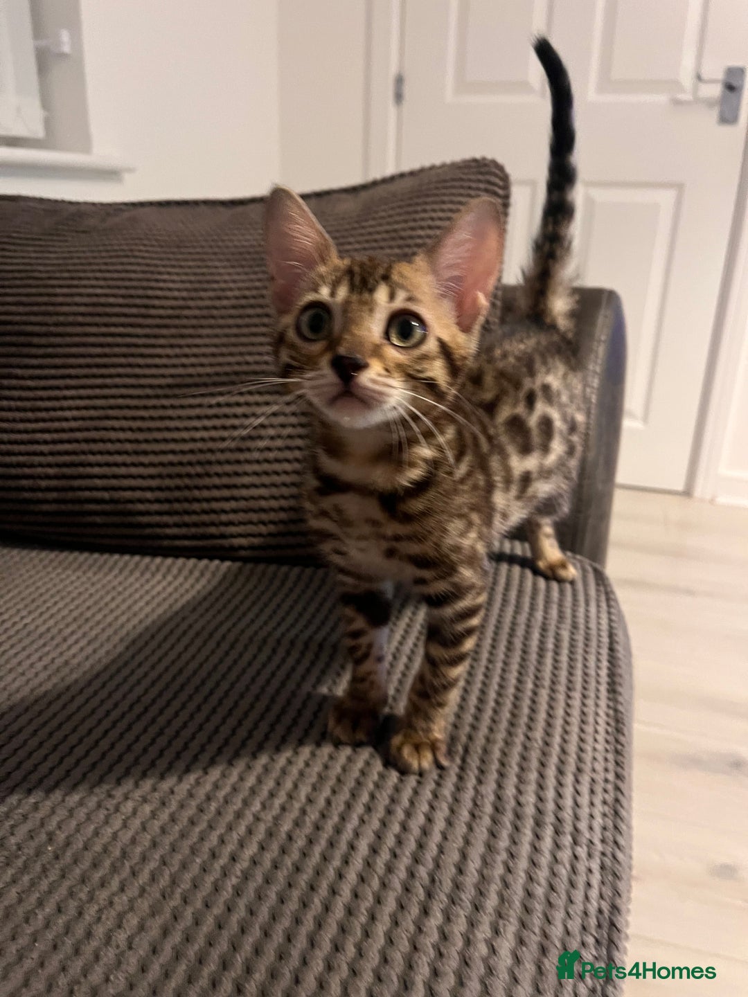 Bengal cats for sale: Stunning full pedigree registered bengal kittens  - Advert 2