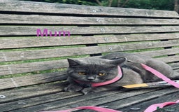 British Shorthair cats for sale: Pure British short hair  - Image 7