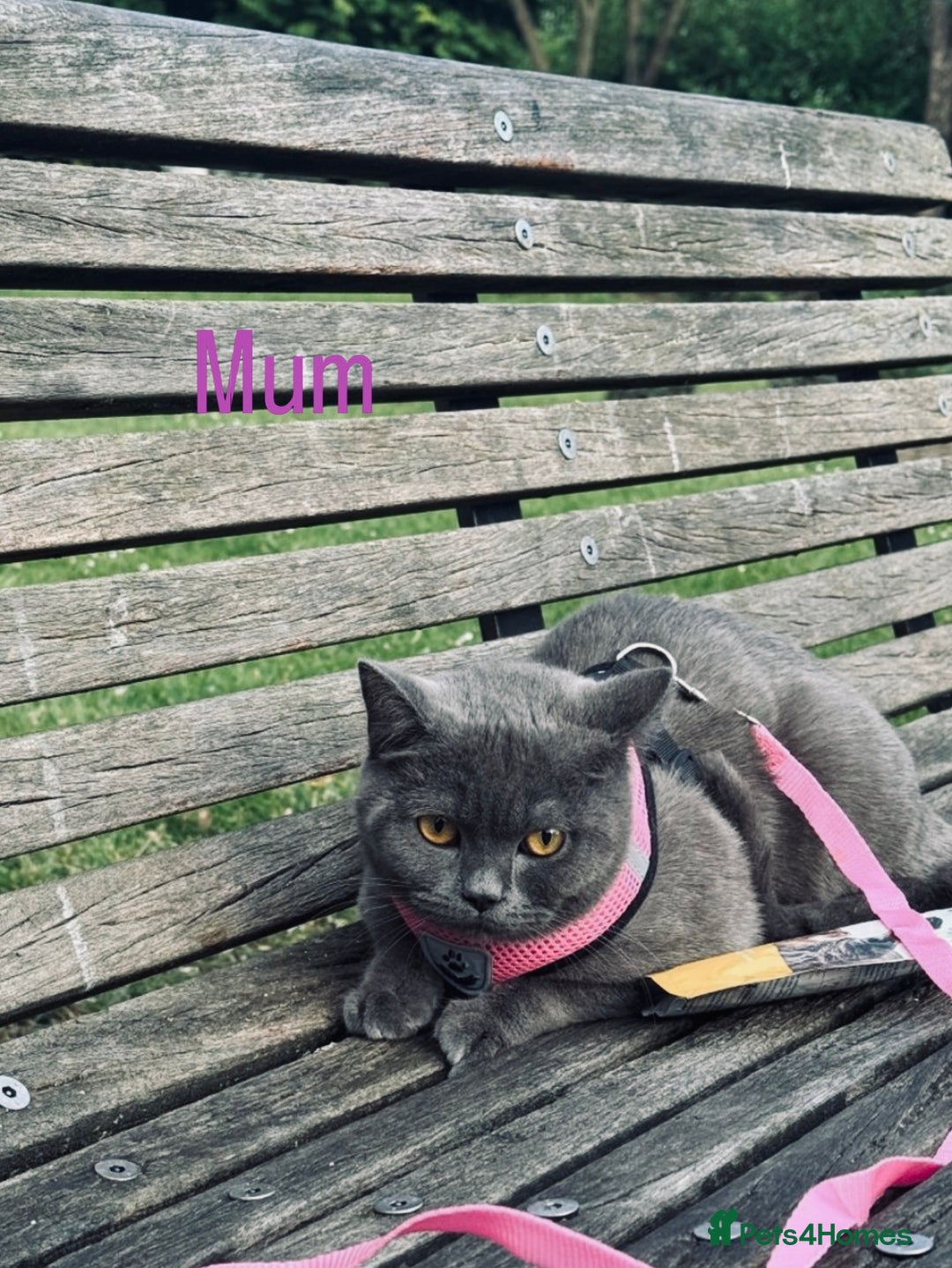 British Shorthair cats for sale: Pure British short hair  - Image 7