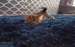 Mixed Breed cats for sale: Two mixed kittens  - Image 6