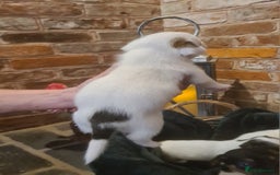Jack Russell dogs for sale: Lovely Jack russell puppies. - Image 13