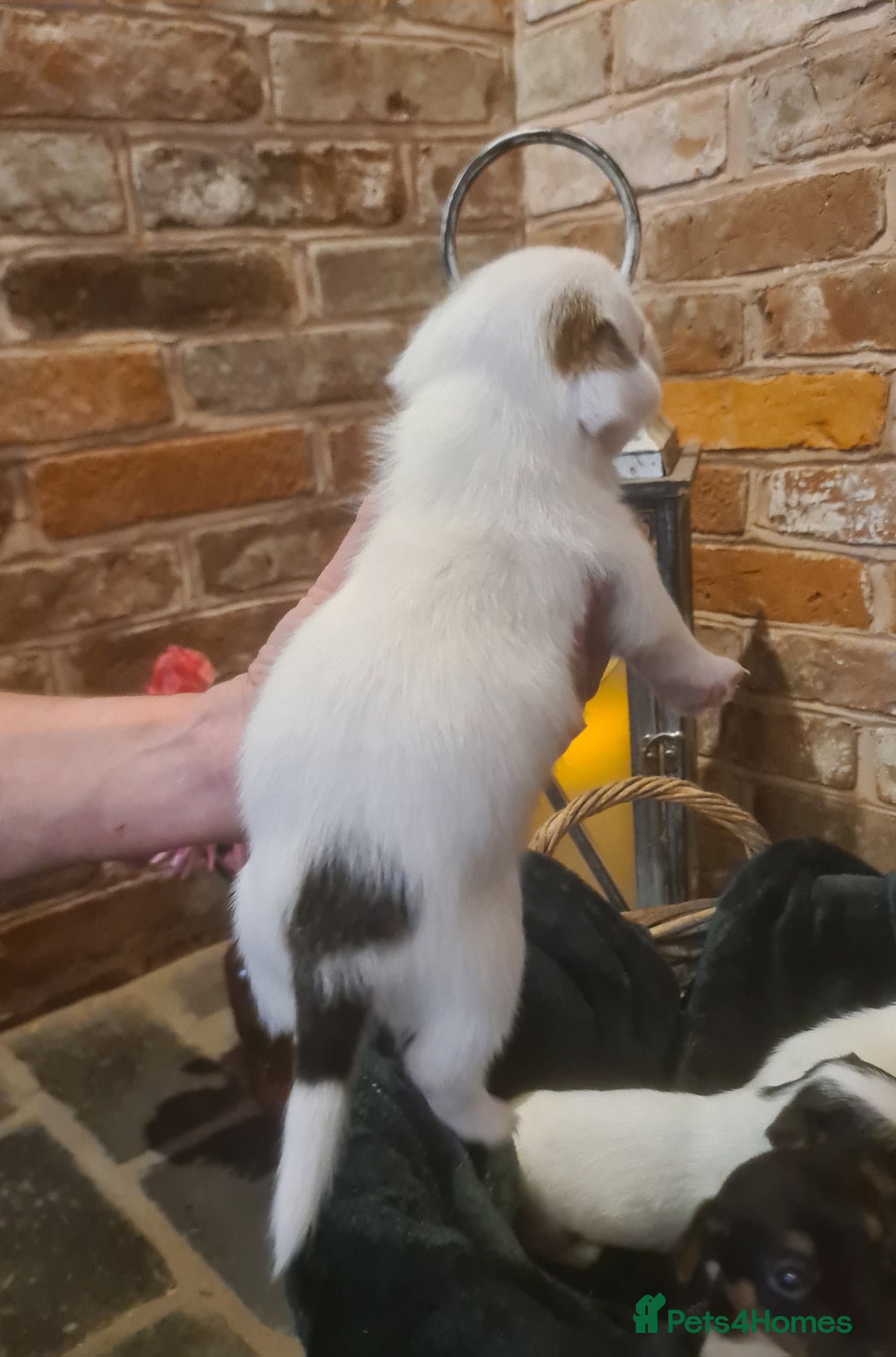 Jack Russell dogs for sale: Lovely Jack russell puppies. - Image 13