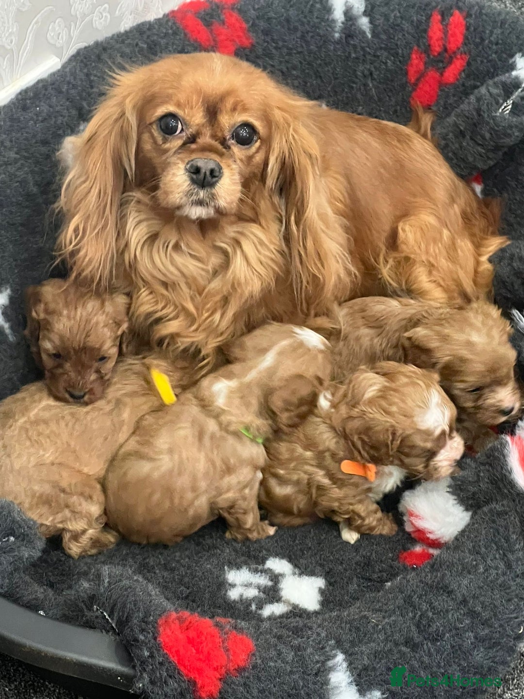 Cavapoo dogs for sale: Cavapoo puppies ready now 🏡 - Advert 5