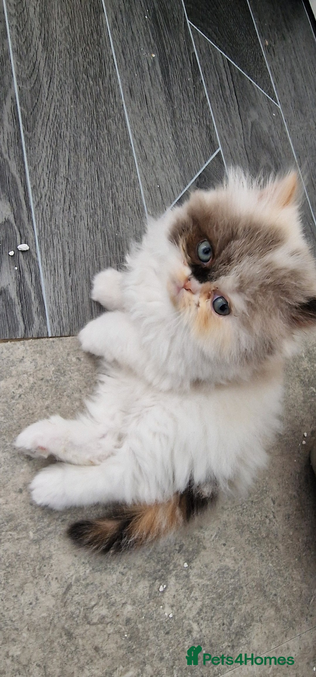 Persian cats for sale: Pure persian  kittens  - Image 5