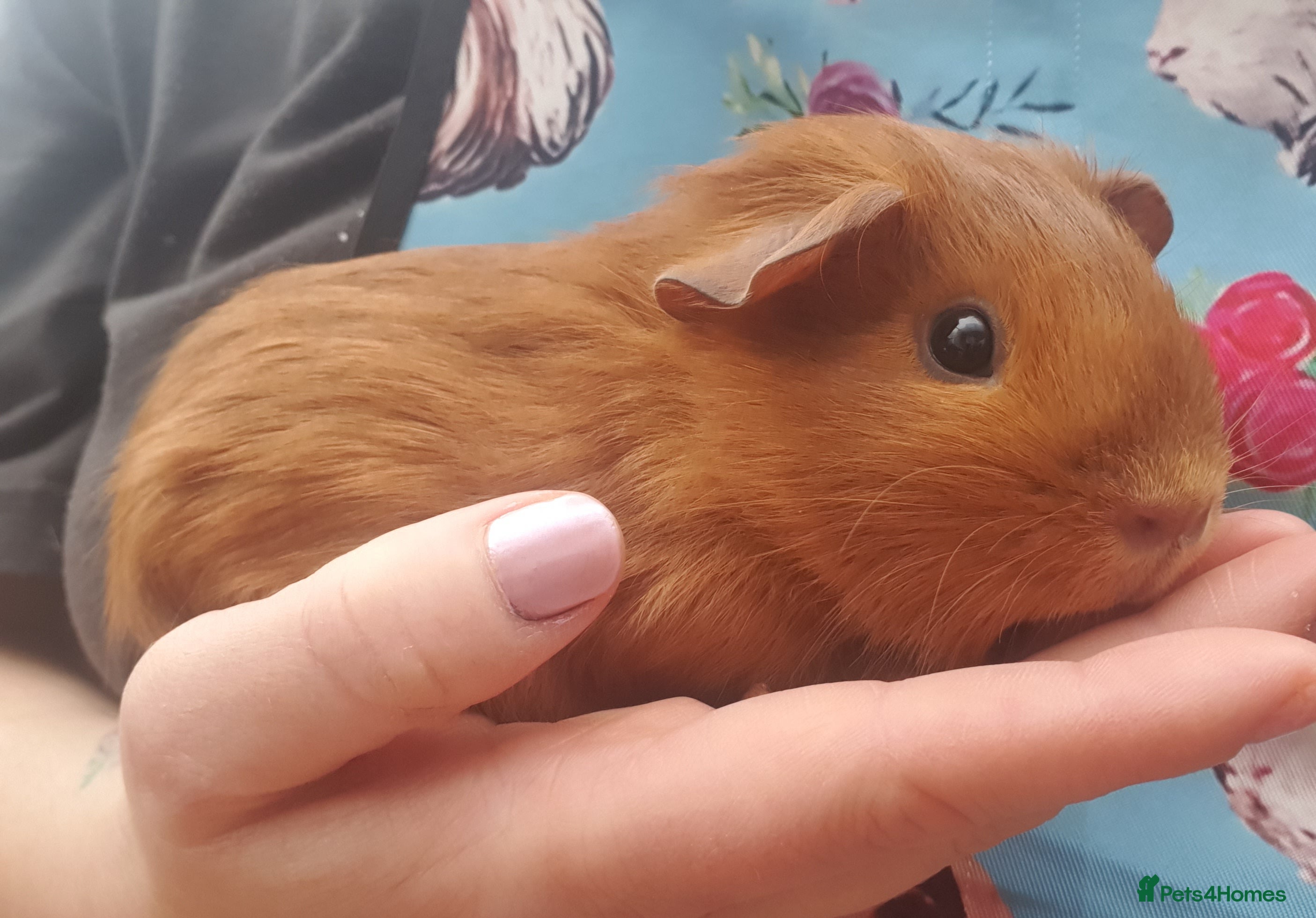 Guinea Pig rodents guinea pigs  - Advert 14