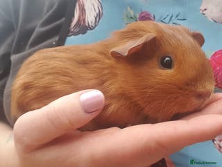 Guinea Pig rodents guinea pigs - Advert 13