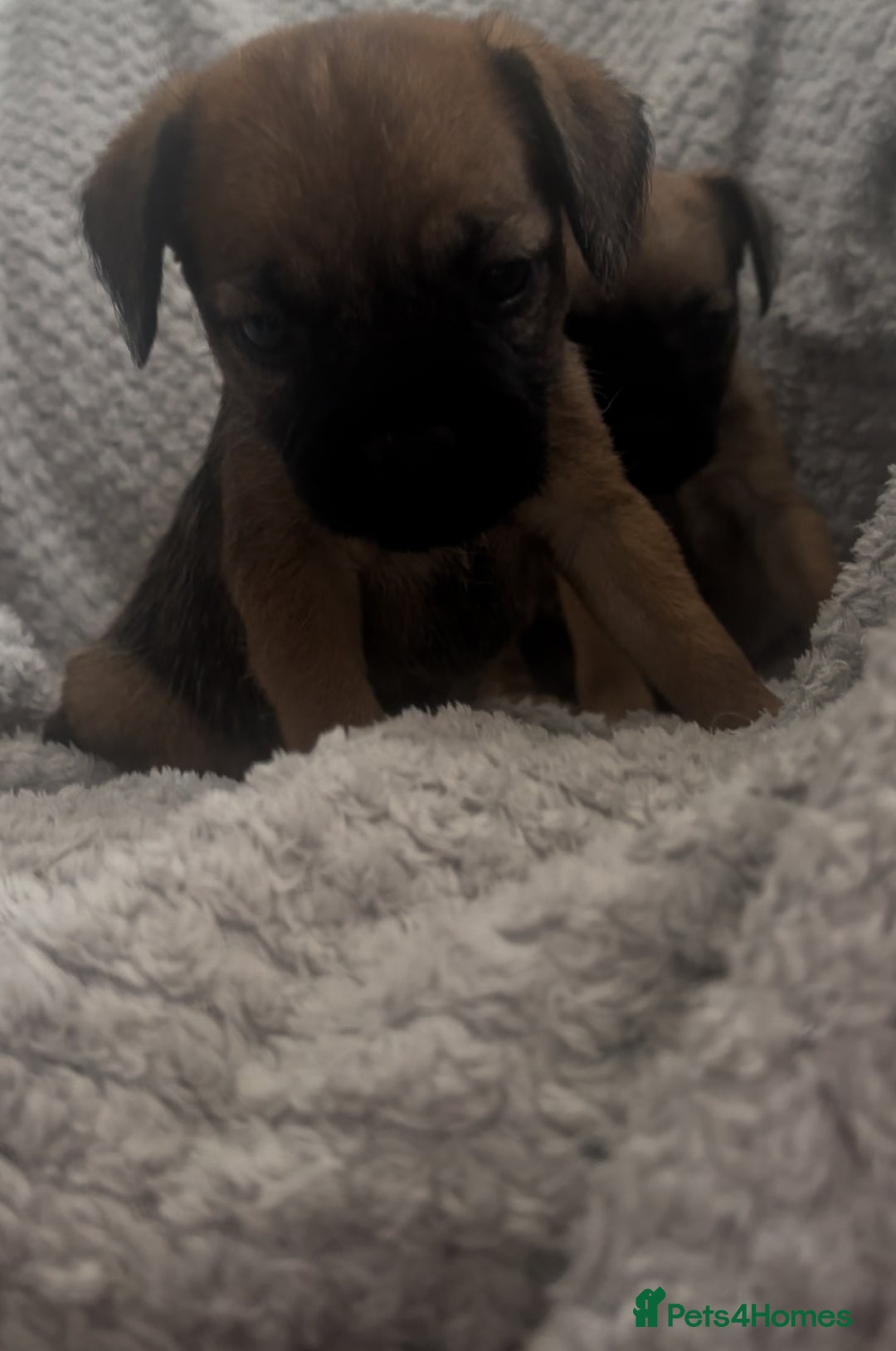 Border Terrier dogs for sale: 2 Lovely border pups - Image 12