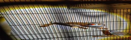 Finches birds for sale: 3 pairs and 2 single hens  in Liverpool - Advert 3