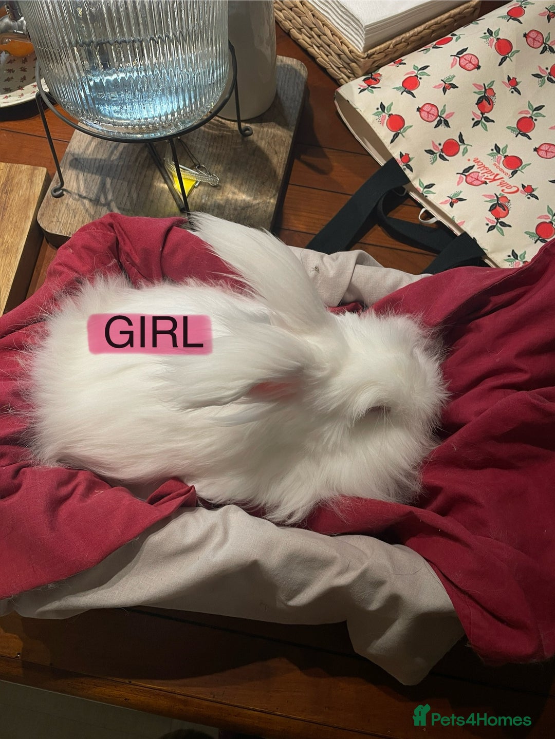 Angora rabbits for sale: Two bonded Angora bunnies for sale - Advert 1