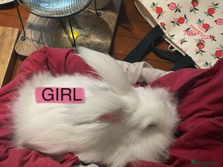 Angora rabbits Two bonded Angora bunnies for sale - Advert 2