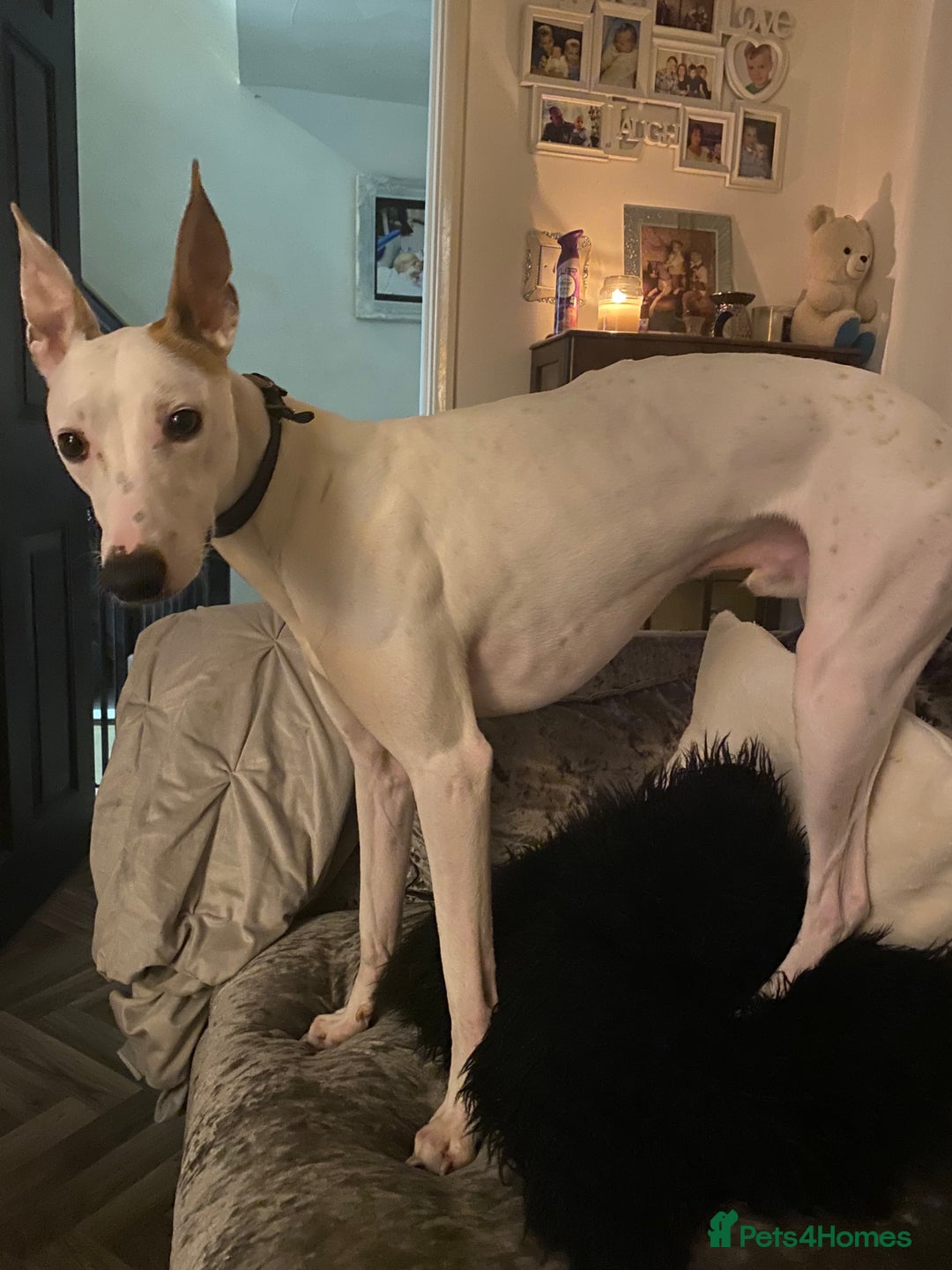 Lurcher dogs for stud: Stud dog  - Advert 1