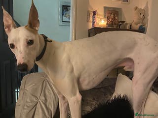 Lurcher dogs Stud dog - Advert 1