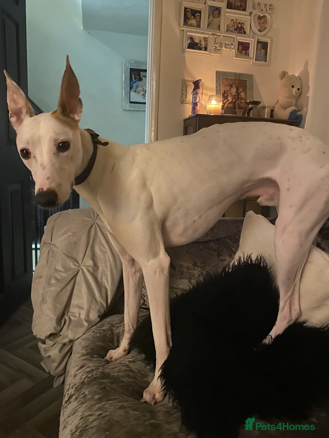 Lurcher dogs for stud: Stud dog  - Advert 1