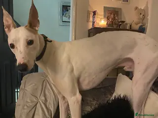 Lurcher dogs Stud dog - Advert 8