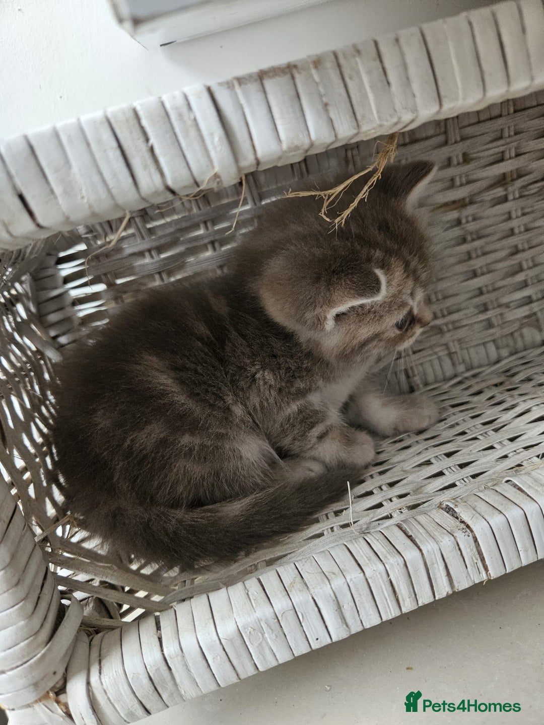 Burmese cats for sale: Beautiful Burmese x British kittens for sale 🤍  - Image 26