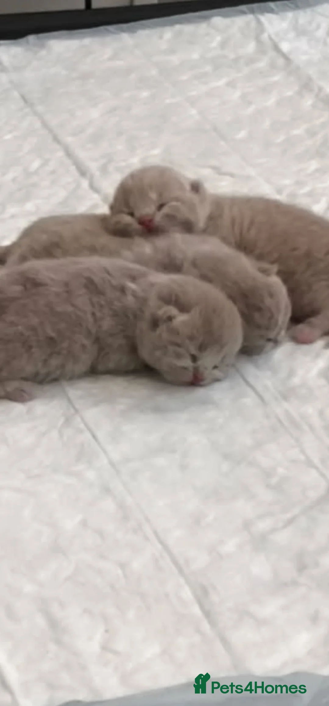British Shorthair cats for sale: GCCF Lilac British shorthair - Advert 18