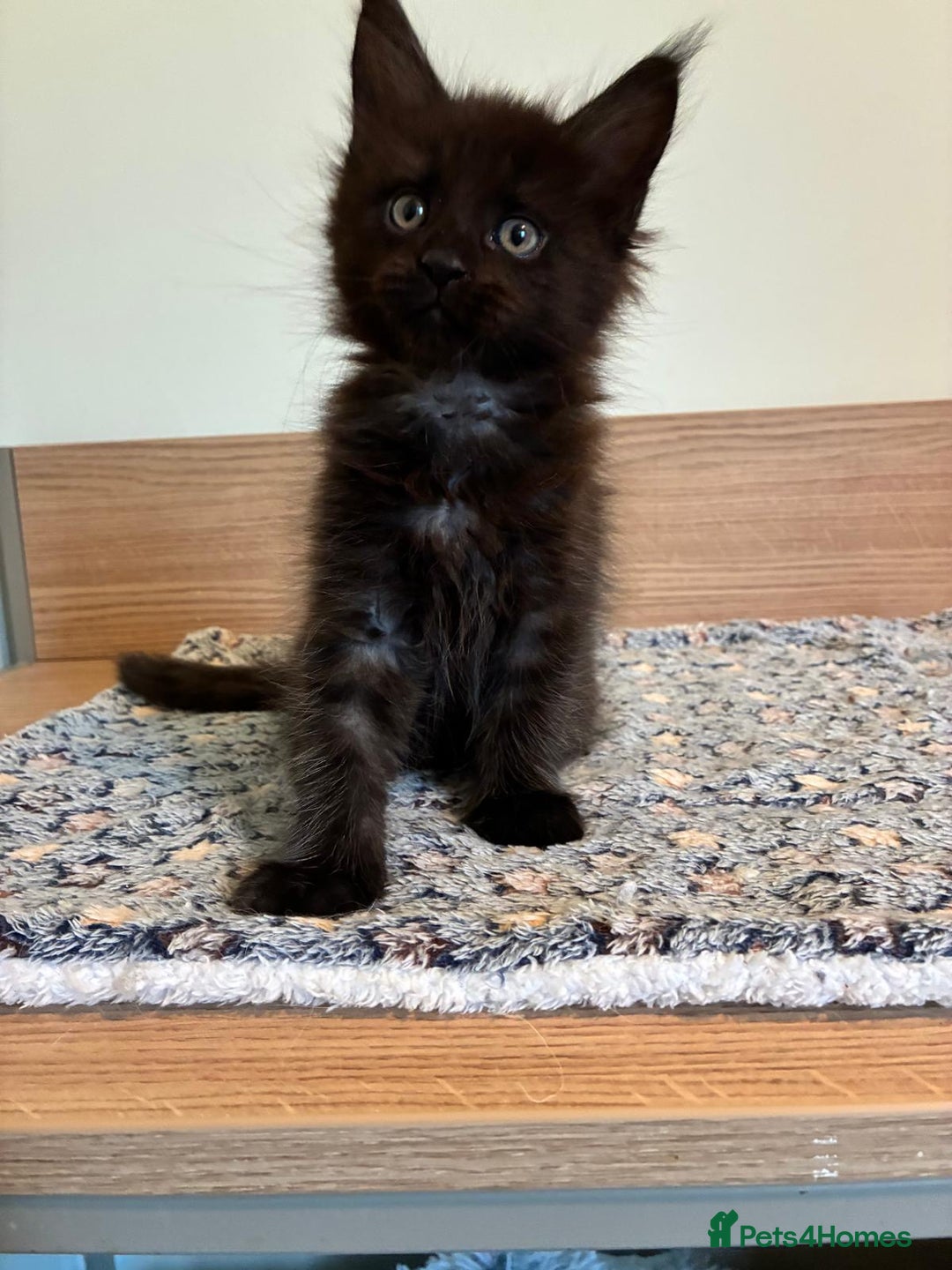 Maine Coon cats for sale: Purebred GCCF Maine Coon kittens - Image 6