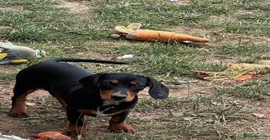 Mixed Breed dogs - Advert 8