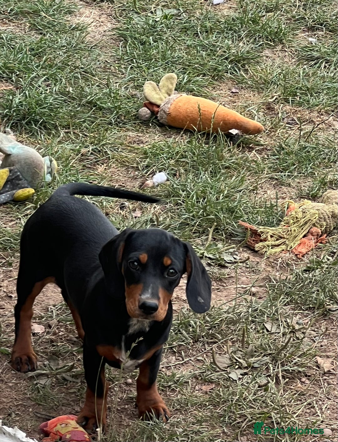 Mixed Breed dogs for sale: Beautiful female daxalier puppy.ready now. - Image 2