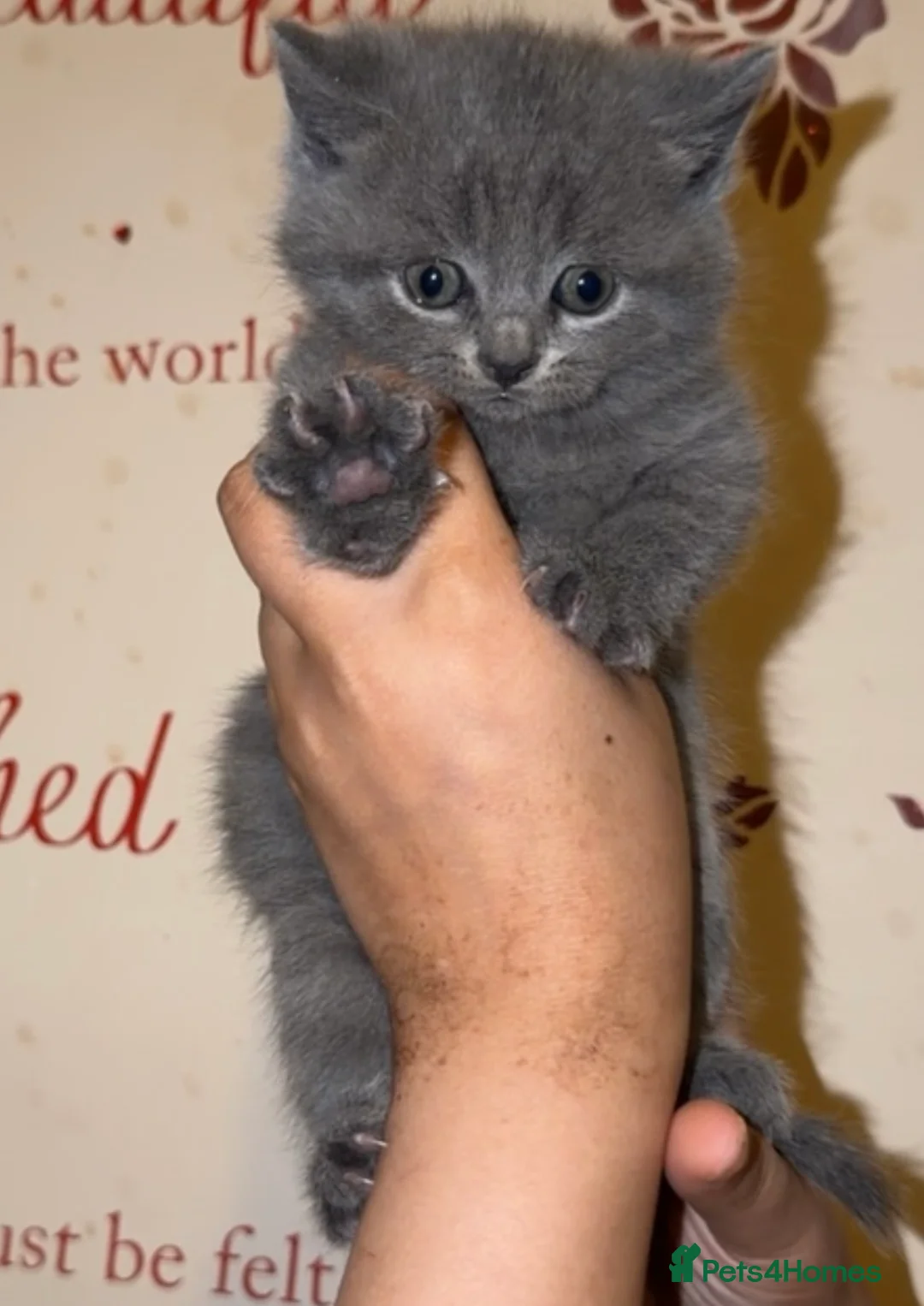 British Shorthair cats for sale: Beautiful British shorthair kittens  - Advert 7