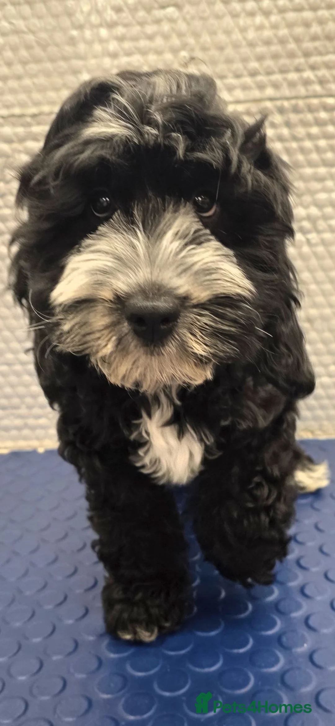 Cockapoo dogs for sale: Stunning F1 Cockapoo puppys  - Advert 2