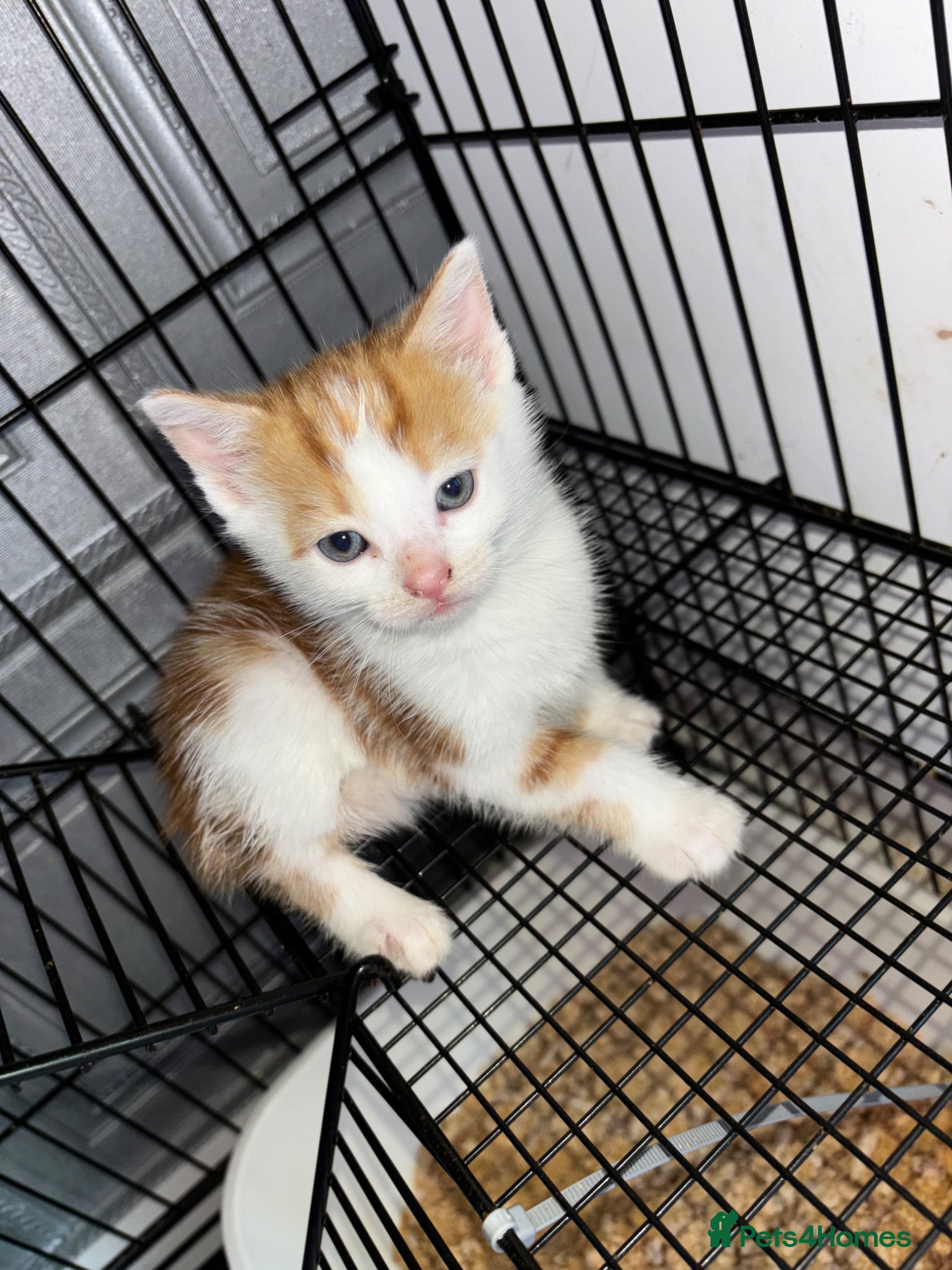 Mixed Breed cats for sale: 8 week old kittens  - Advert 7