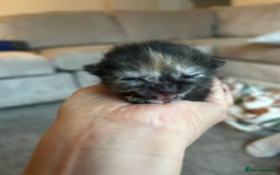 Mixed Breed cats for sale: 6 beautiful kittens ready now (4 left) - Image 4