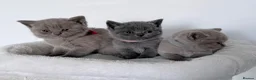 British Shorthair cats for sale: outstanding British shorthair kittens - Advert 22