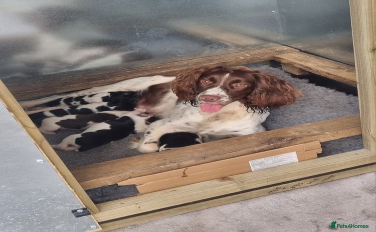 English Springer Spaniel dogs - Advert 4