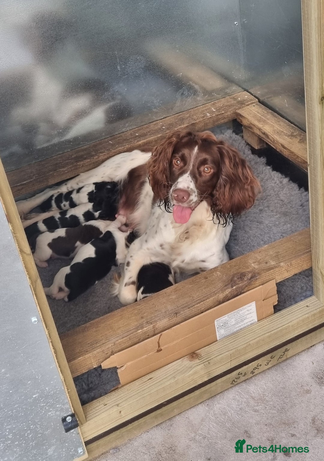English Springer Spaniel dogs for sale: Kc registered traditional springer pups  - Image 1