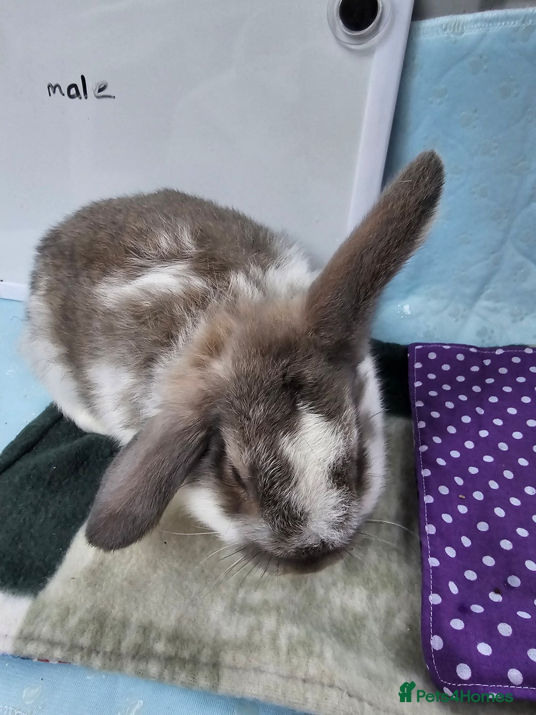Mini Lop rabbits for sale: ✨️Mini Lop Litter✨️ - Advert 5