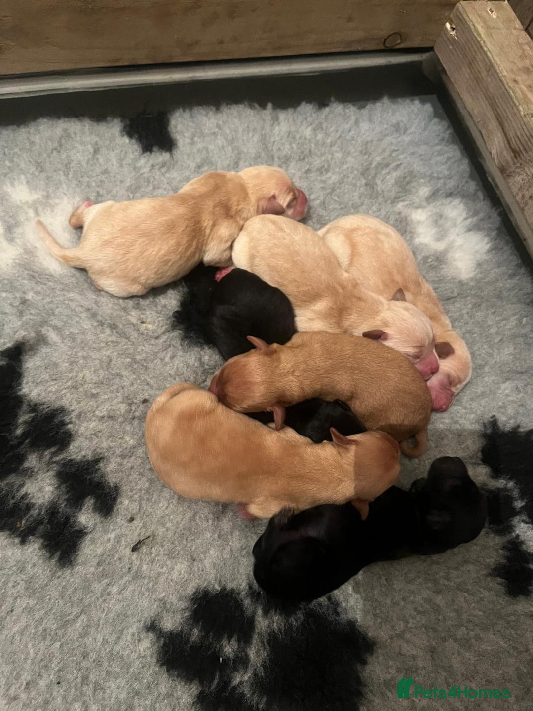 Labrador Retriever dogs for sale: Labrador Puppies - Advert 12